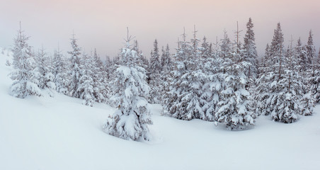 winter landscape trees in frost and fog.