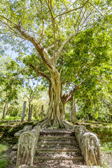 In der Pilgerstätte der alten Königstadt Anuradhapura auf der tropischen Insel Sri Lanka
