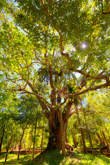 In der Pilgerstätte der alten Königstadt Anuradhapura auf der tropischen Insel Sri Lanka