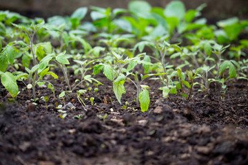 Young fresh seedling in the greenhouse to the open air. Tomatoes