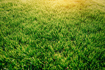 green grass. natural background texture.