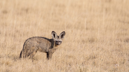 Bat-eared fox (Otocyon megalotis), Etosha National Park, Namibia