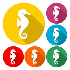 Sea horse vector illustration
