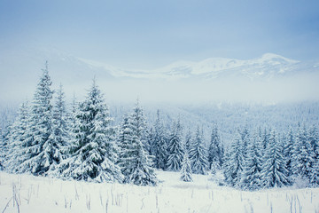 Fototapeta premium Winter landscape glowing by sunlight.