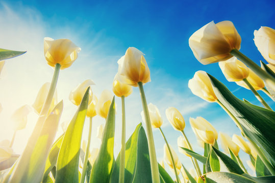 Yellow tulips on a background of blue sky