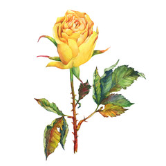 Obraz premium A single of beautiful golden yellow rose with green leaves. Hand drawn watercolor painting on white background.