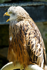 Rotmilan - Milvus milvus,