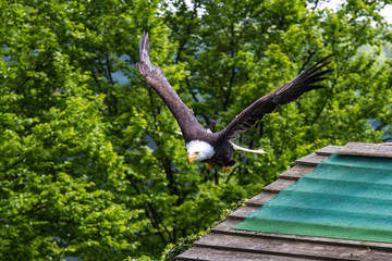 Weißkopfseeadler im Flug - Haliaeetus leucocephalus
