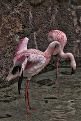 pink flamingo