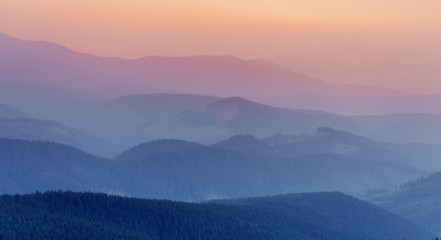 Fantastic Pine tree forest. Carpathians Ukraine Europe