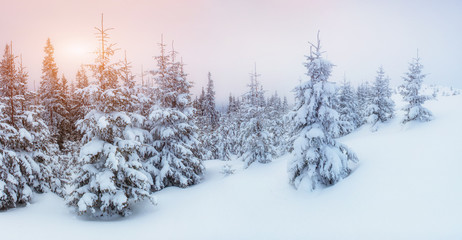Fototapeta na wymiar Winter landscape glowing by sunlight. Dramatic wintry scene.