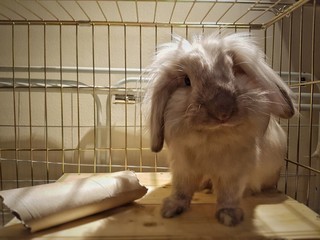 Obraz premium Pet rabbit in its cage lookong curiois at the camera