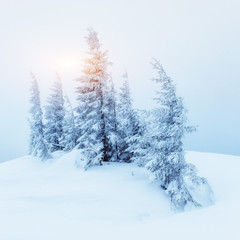 Fototapeta na wymiar Winter landscape glowing by sunlight. Dramatic wintry scene. Car