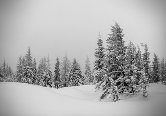 winter landscape trees in frost and fog