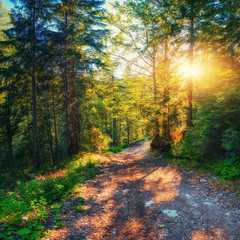 Obraz premium Sunset breaks between the trees.