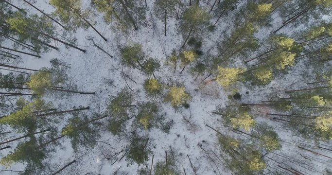 Aerial backward with tilt up flight looking down over winter pine forest in daylight, 4k drone footage