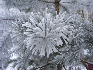 spruce tree with fresh snow