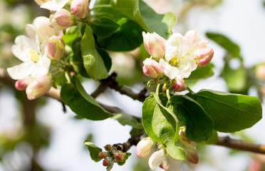 Blooming apple tree in the background of nature. Spring flowers.