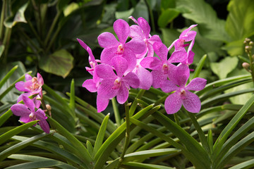 Bright Pink Orchid