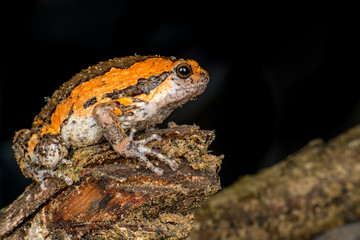 Orange and brown banded bull, chubby, Asian painted, rice or bubble frog,(Tetrapoda: Amphibia: Anura: Microhylida: Kaloula pulchra) stay still on a wooden log isolated with black background