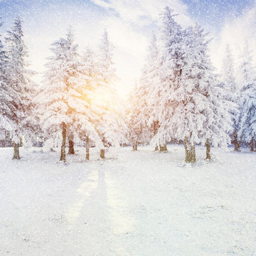 winter landscape trees snowbound, bokeh background with snowflak