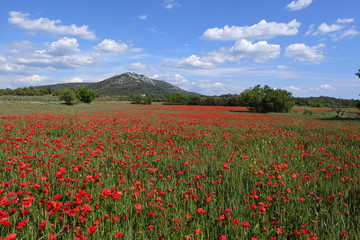 Champe de coquelicots en Provence.