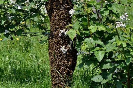 Ein Bienenschwarm hat sich an einem Zaunpfahl gesammelt (Nahaufnahme)