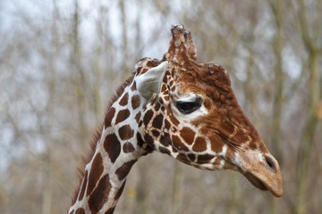 Giraffe - Giraffa camelopardalis