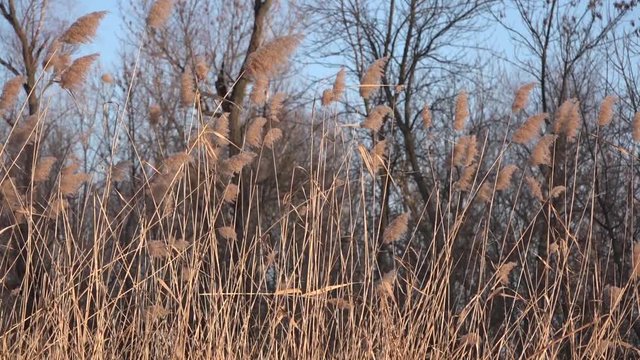 Reed swaying in windy weather. Reeds. Sunset in the Bay of Reed.Lakes under the ice.