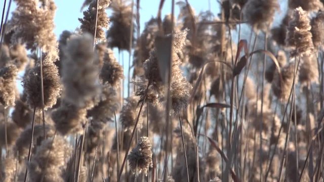 Reed swaying in windy weather. Reeds. Sunset in the Bay of Reed.Lakes under the ice.