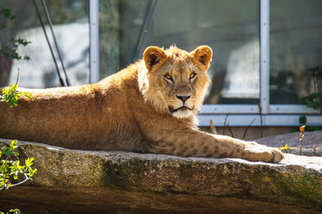 Löwe - Panthera leo