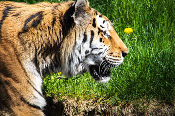 Tiger - Panthera tigris
