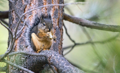 Douglas squirrel (Tamiasciurus douglasii) eating a nut