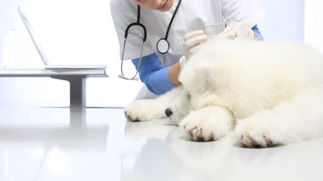 Veterinarian examining dog on table in vet clinic. exam of teeth, ears and fur.