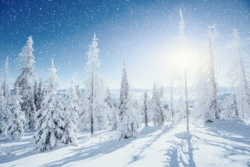 Obraz na płótnie Canvas Fantastic winter landscape and tree in hoarfrost. In anticipatio