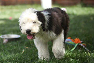 Olivia, a female Old English Sheepdog puppy