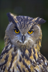 European Eagle Owl Bubo bubo close up portrait of head