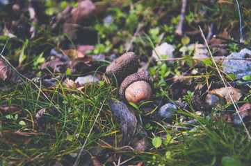 An acorn with a hat lies on a grass