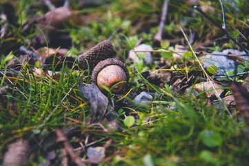 An acorn with a hat lies on a grass