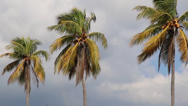 Trois cocotiers  au vent