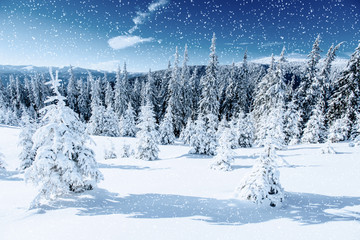 Winter tree in snow. Carpathian, Ukraine, Europe. Bokeh light ef