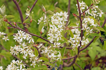 Spring flowering 