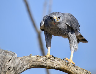 Gray Hawk (Buteo plagiatus)