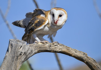 Common barn owl (Tyto alba) feeding on prey