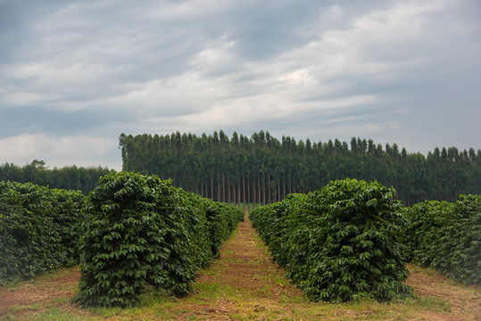 Coffee farm 