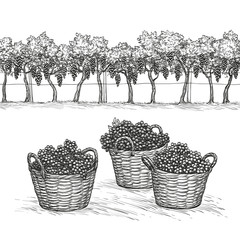 Vineyard and rape branches and grapes in basket.