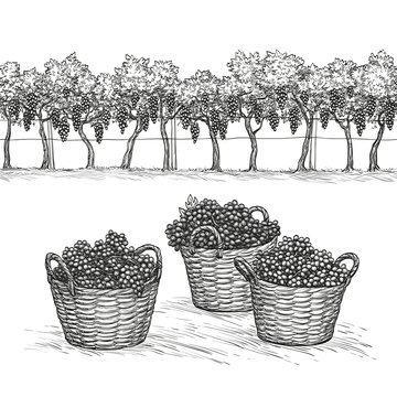 Vineyard and rape branches and grapes in basket.