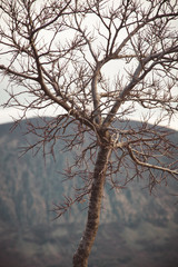Tree closeup on a background of mountain