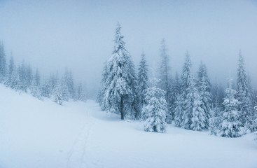 Naklejka premium winter landscape trees in frost and fog.