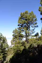 Baum an der Vulkanroute, La Palma